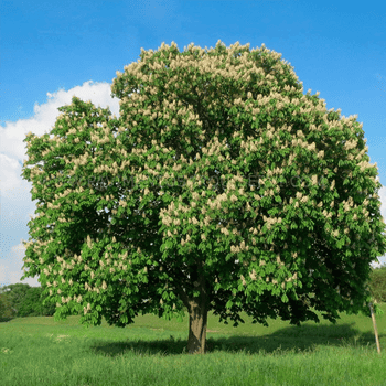 Madera Natural Parque Castaño