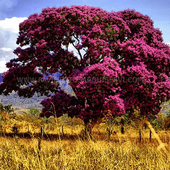 Madera Natural Parque Sucupira