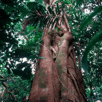 Madera Natural Parque Merbau