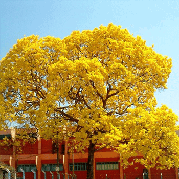 Madera Natural Parque Ipe - Lapacho