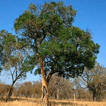 Madera Natural Parque Mongoy