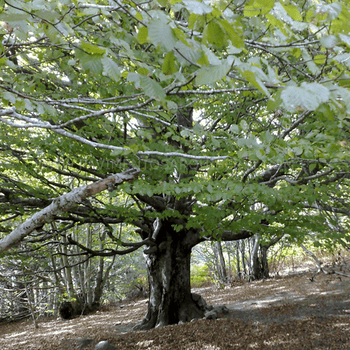 Madera Natural Parque Haya