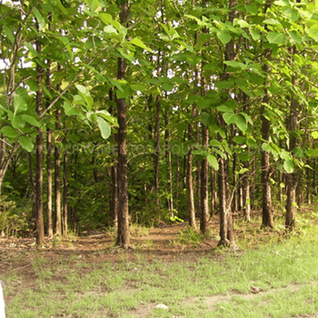 Madera Natural Parque Teka Plantación