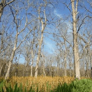 Madera Natural Parque Teka Indonesia