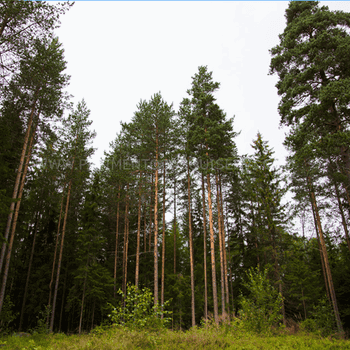 Madera Natural Parque Pino Landas