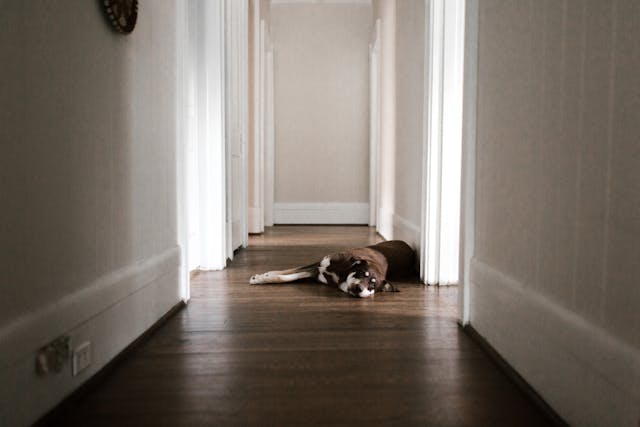 Mejor suelo para perros y mascotas: cómo elegir según raza, uso y desgaste (2026) mejor suelo para perros y mascotas